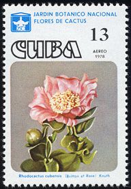 Rhodocactus cubensis