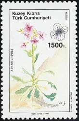 アラビス・キプリア Arabis cypria
