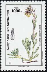 オノスマ・カエスピトスム Onosma caespitosum
