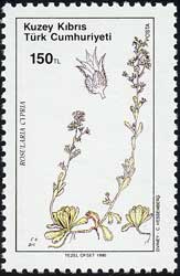 ロスラリア・キプリア　Rosularia cypria