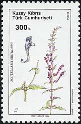 タツナミソウの1種　Scutellaria sibthorpii