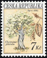 セイヨウシデ　Carpinus betulus