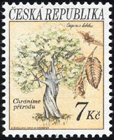 セイヨウシデ Carpinus betulus