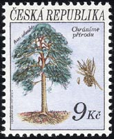 ヨーロッパアカマツ　Pinus silvestris