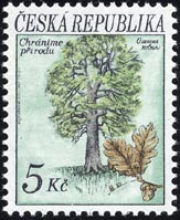 ヨーロッパナラ　Quercus robur