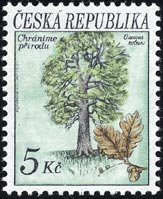 ヨーロッパナラ Quercus robur