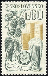 ホップ Humulus lupulus