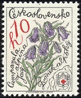 カンパヌラ・アルピナ Campanula alpina