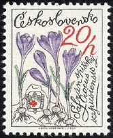クロクス・ウェルヌス Crocus vernus