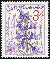 デルフィニウム・オクシセパルム　Delphinium oxysepalum