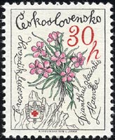 ディアントゥス・グラキアリス Dianthus glacialis