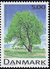 Fraxinus excelsior