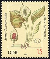 Calla palustris