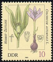 Colchicum autumnale