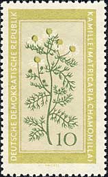 カミツレ Matricaria chamommilla