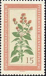 ペパーミント Mentha piperita