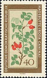 Jjio@Rosa canina