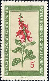 ジギタリス Digitalis purpurea