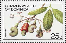 カシューナットノキ(マガタマノキ) Anacardium occidentale