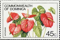 オオベニウチワ Anthurium andreanum