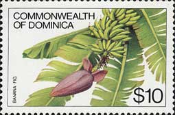バナナ　Musa acuminata