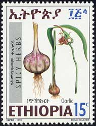 ニンニク Allium sativum
