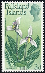 コドノルキス・レッソニイ Codonorchis lessonii