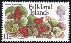 グンネラ・マゲラニカ Gunnera magellanica