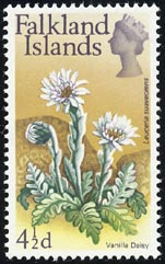 レウケリア・スアウェオレンス Leuceria suaveolens