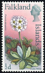 プリムラ・デキピエンス Primula decipiens
