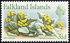 セネキオ・カンディカンス Senecio candicans