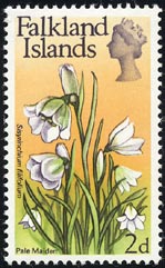 シシリンキウム・フィリフォリウム Sisyrinchium filifolium
