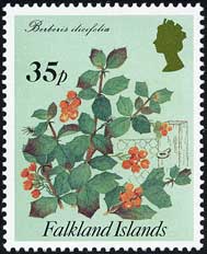 ベルベリス・イリキフォリア Berberis ilicifolia