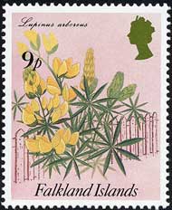 ルピヌス・アルボレウス Lupinus arboreus