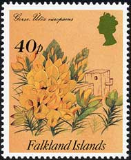 ハリエニシダ Ulex europaeus