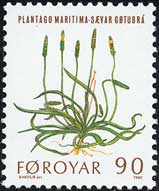 ハマオオバコ　Plantago maritima