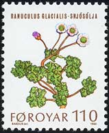ラヌンクルス・グラキアリス Ranunculus glacialis