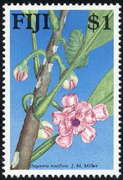 Degeneria roseiflora