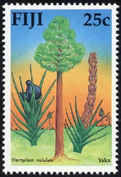 Dacrydium nidulum