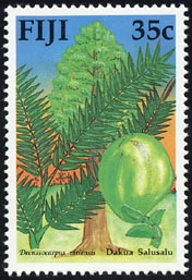 Decussocarpus vitiensis