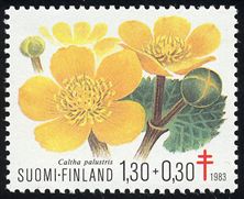 Caltha palustris