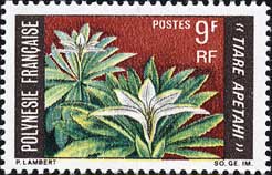 ティアレ・アペタヒ Apetahia raiateensis
