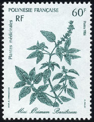 Ocimum basilicum