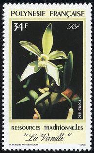 Vanilla planifolia　花