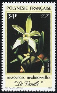 Vanilla planifolia@