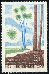 Dracaena fragrans