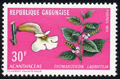 Thomandersia laurifolia