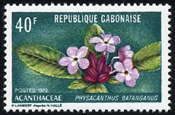 Physacanthus batanganus