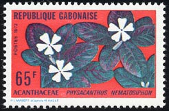 Physacanthus nematosiphon