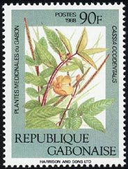 Cassia occidentalis